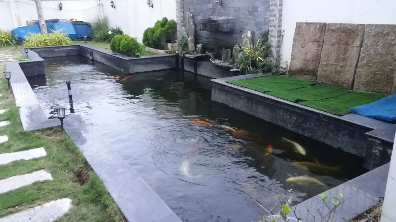 Chống thấm hồ cá - NanoHouse 02